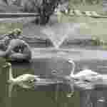 У Стрийський парк після зими повернулися лебеді (фото)