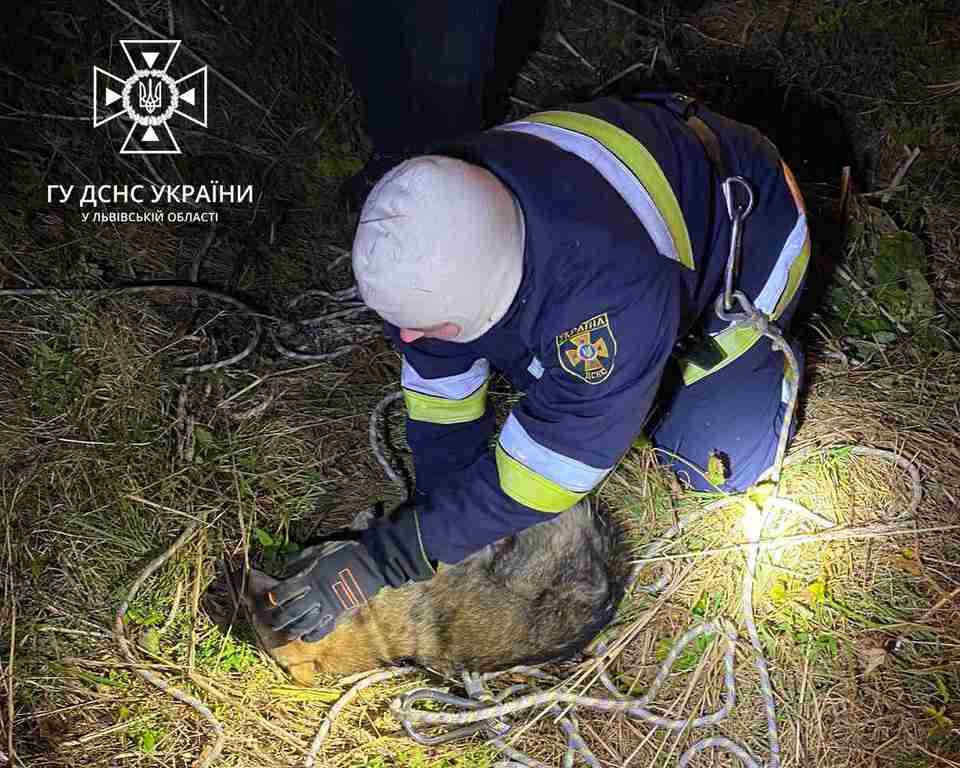 У Трускавці врятували з бетонної пастки собаку (ФОТО)
