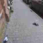 У центральній частині Львова виявлено безліч мертвих голубів (фото)