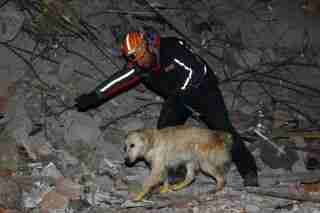 У Туреччині собака із чотирма пораненими лапками врятував з-під завалів п'ятьох людей (ФОТО)