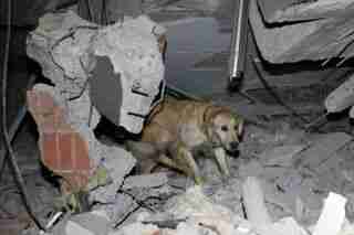 У Туреччині собака із чотирма пораненими лапками врятував з-під завалів п'ятьох людей (ФОТО)