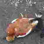 У заповіднику «Асканія-Нова» нові випадкі загибелі червонокнижних птахів (фото)
