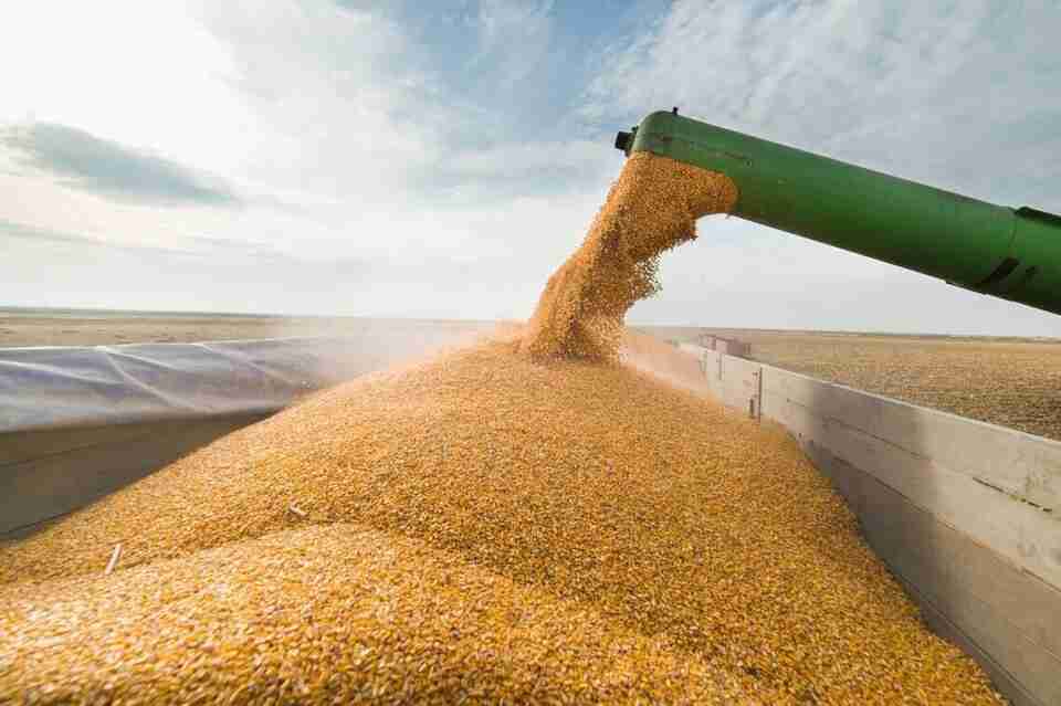 Україна має запаси зерна на внутрішній і світовий попит до кінця року - Устенко