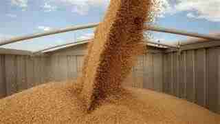 Україна відправить до Нігерії 25 тис. тонн зерна в межах програми Grain From Ukraine