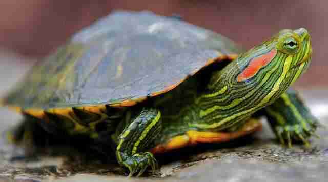 Українцю, який зварив та з'їв черепаху, загрожує до восьми років ув'язнення