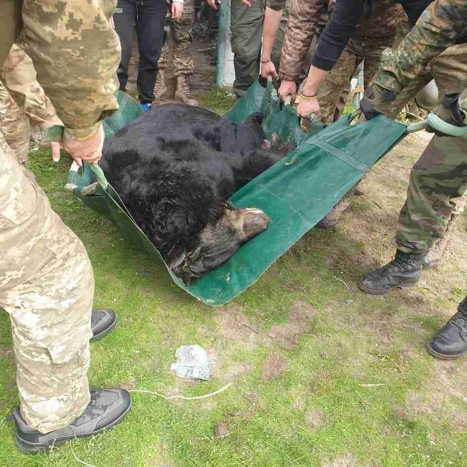 Українські бійці врятували ведмедя, якого контузило (ФОТО)