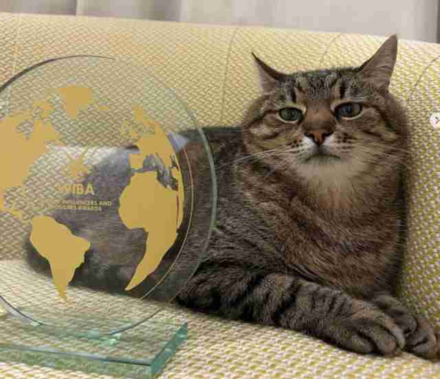 Український кіт Степан став лауреатом престижної премії в індустрії блогерів (ФОТО)