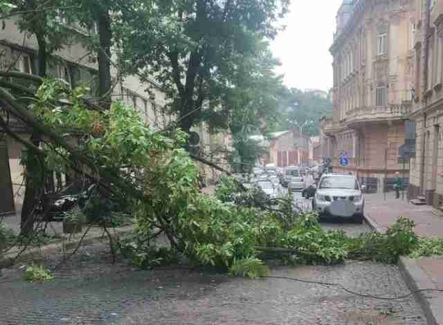 Увага! У Львові на дорогу впало дерево