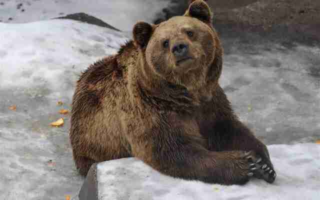 Увага! Відвідувачів заповідника в Карпатах попередили про небезпеку через ведмедя (ФОТО)