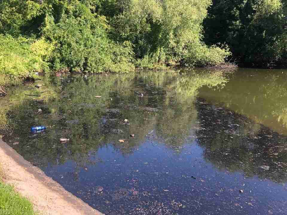 В одному з районів Львова в озері виявили нафтопродукти та сміття (ФОТО)