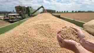 В ООН проведуть тендер на закупівлю обладнання для зберігання українського зерна