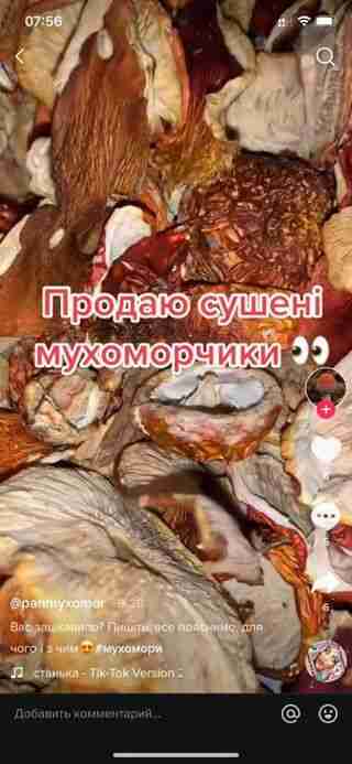 В Україні з'явилась небезпечна пошесть з отруйними грибами: відео в TikTok, для галюцинацій та «лікування» (фото)