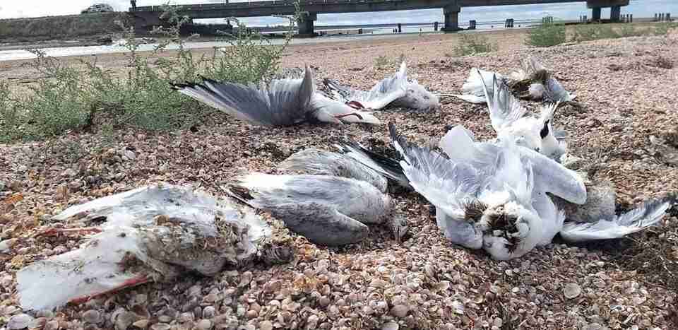 В українському заповіднику масово гинуть птахи (ФОТО)