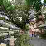В Ужгороді величезна гілка з дерева впала на голови відвідувачів літнього майданчику (відео, фото)
