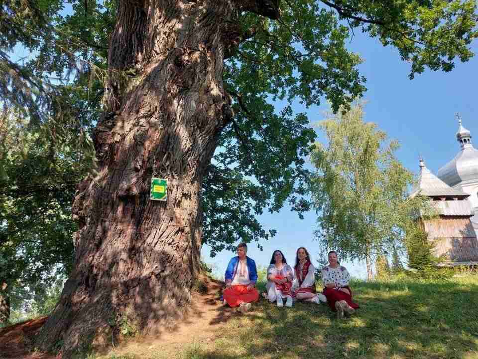 Величезний дуб із Львівщини претендує на титул Європейського дерева року