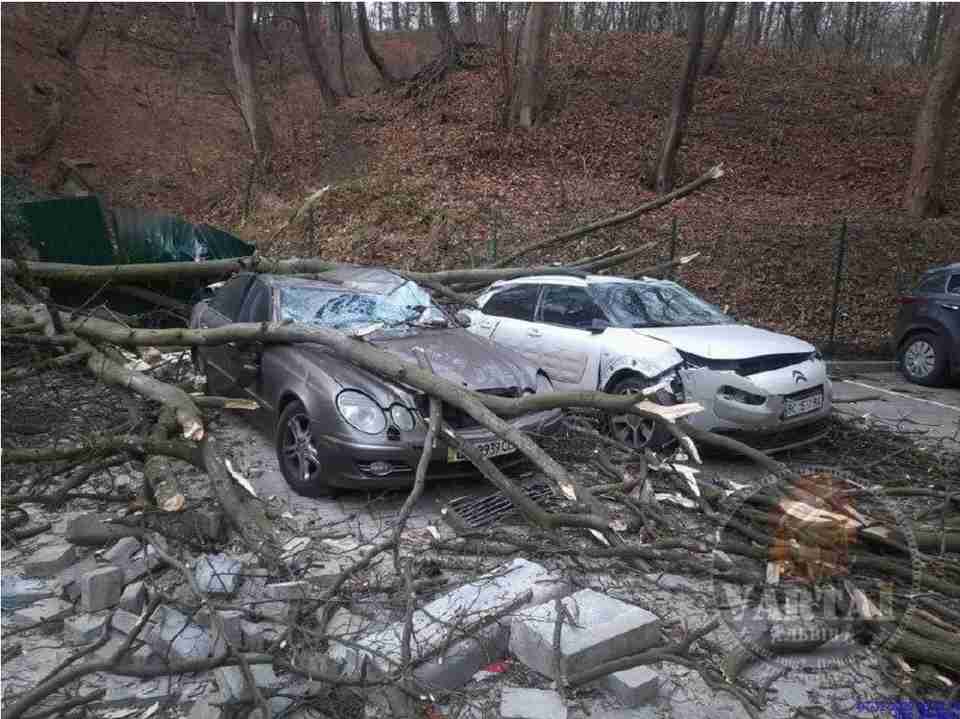 Власники відсудили компенсацію за розбиті деревом авто у Львові
