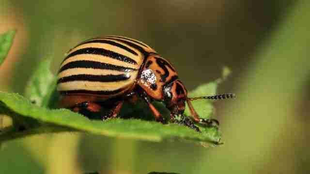 Як позбутися шкідників на городі: види комах та способи боротьби з ними