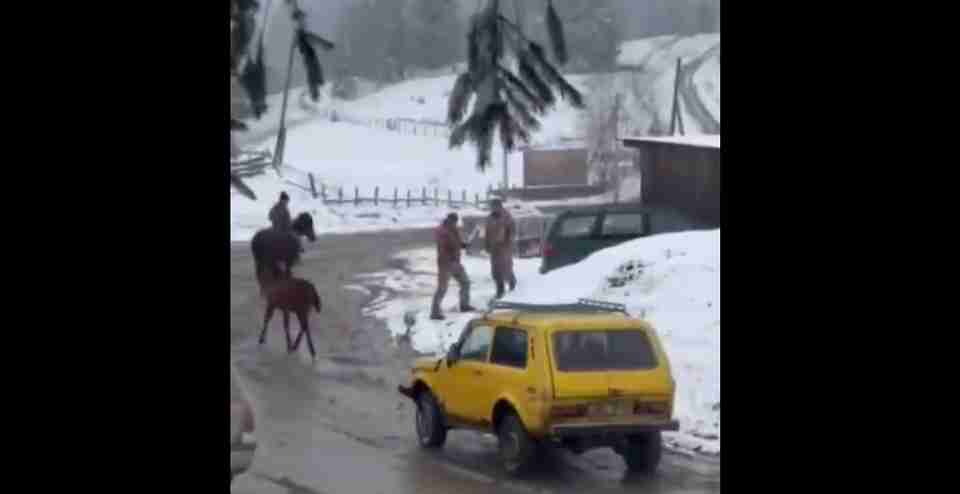 З сокирою, конем і на жовтій «Ниві»: у ЗСУ прокоментували скандальне відео з конфліктом на Буковині (ВІДЕО)