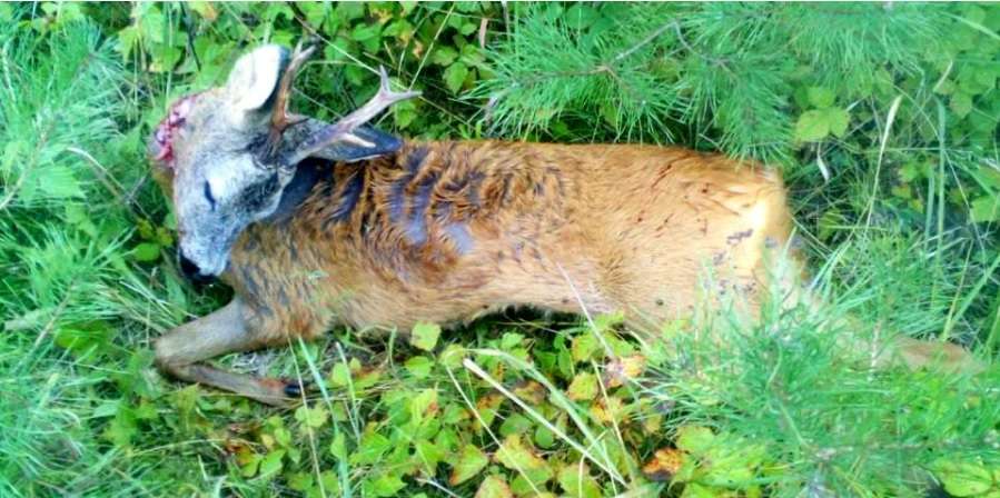 За вбиту козулю на Сокальщині чоловіку нараховано збитків на суму 32 000 гривень