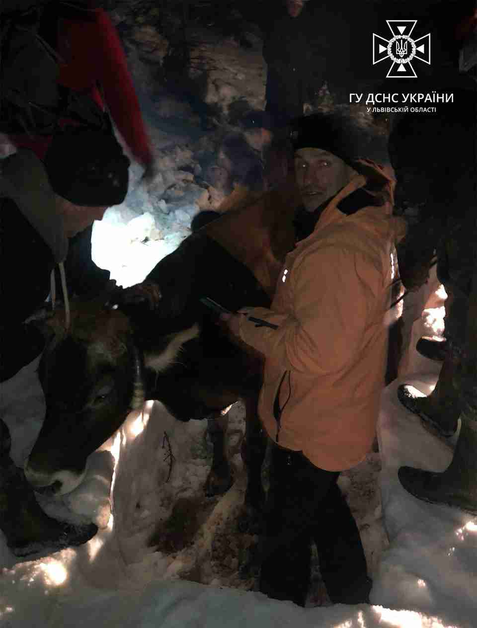 Застрягла у заметі: на Львівщині рятували корову на засніженій горі