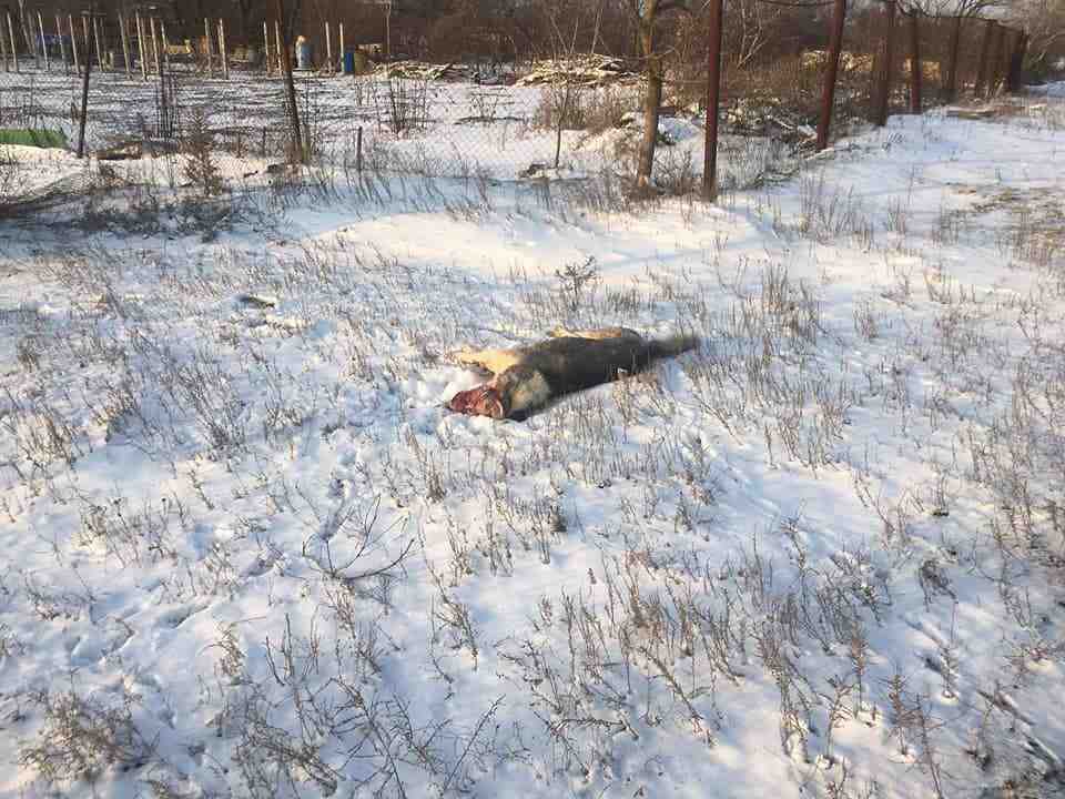 Жінка застрелила хаскі, а фотографію оприлюднила в чаті: за справу взялась поліція Одещини (фото 18+)