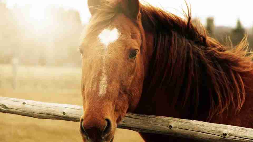 Знемагав від безсилля: на Львівщині рятували коня (ФОТО)