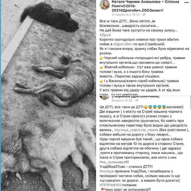 Зоозахисники нарікають на поліцію, яка не відреагувала на смерть трьох собак, збитих у ДТП на Львівщині (ФОТО)